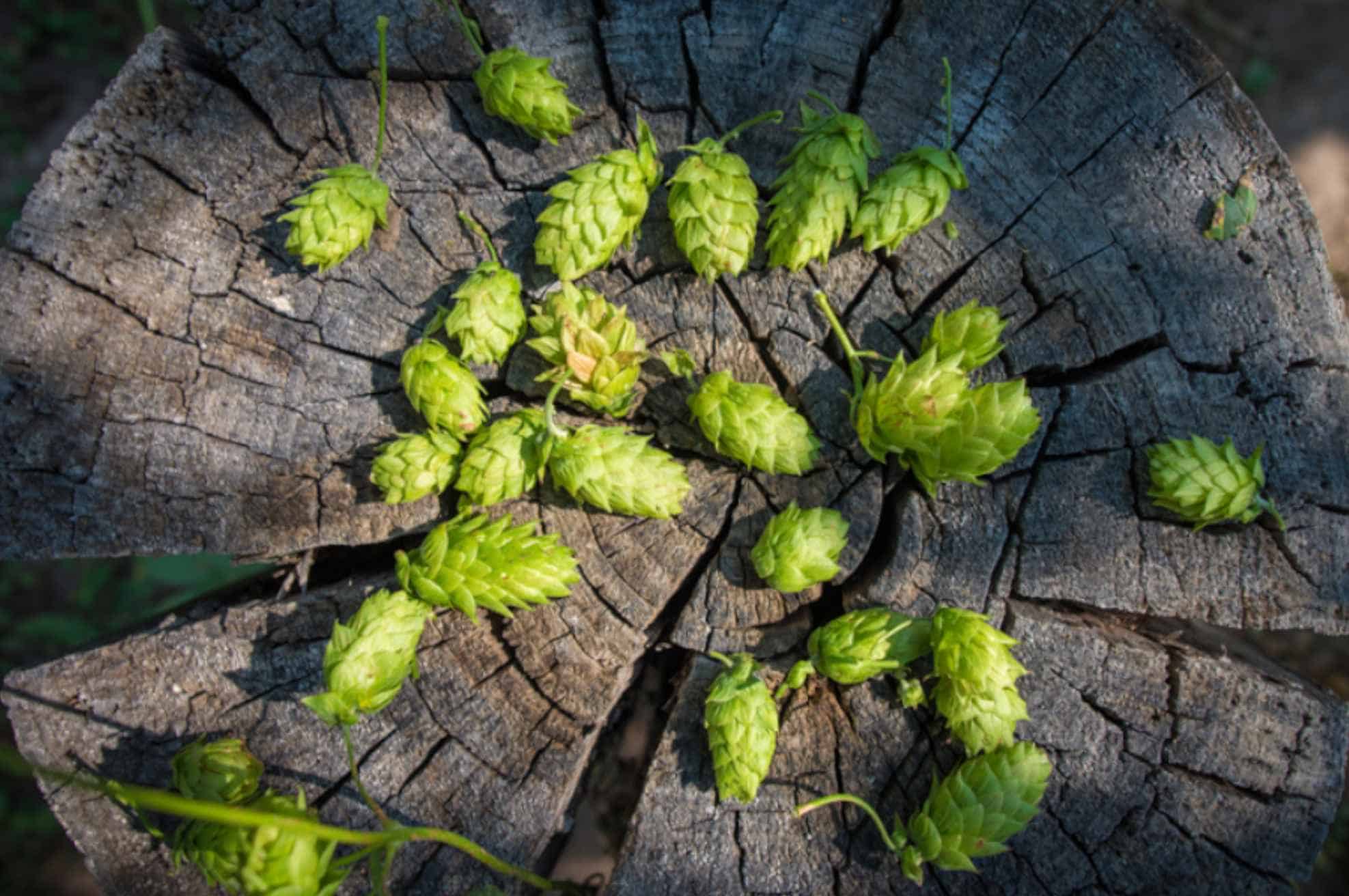 American Hops