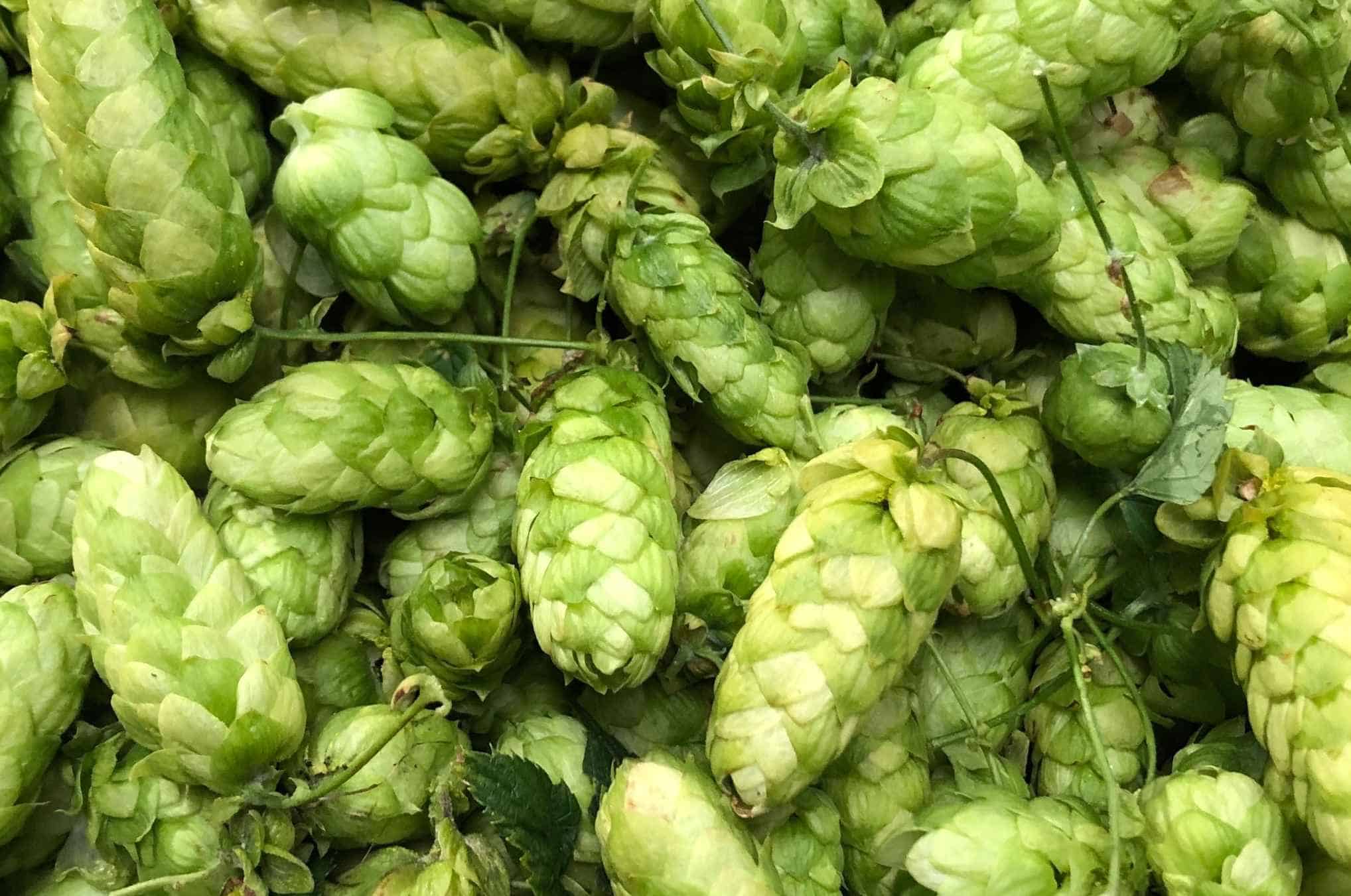 English Hops