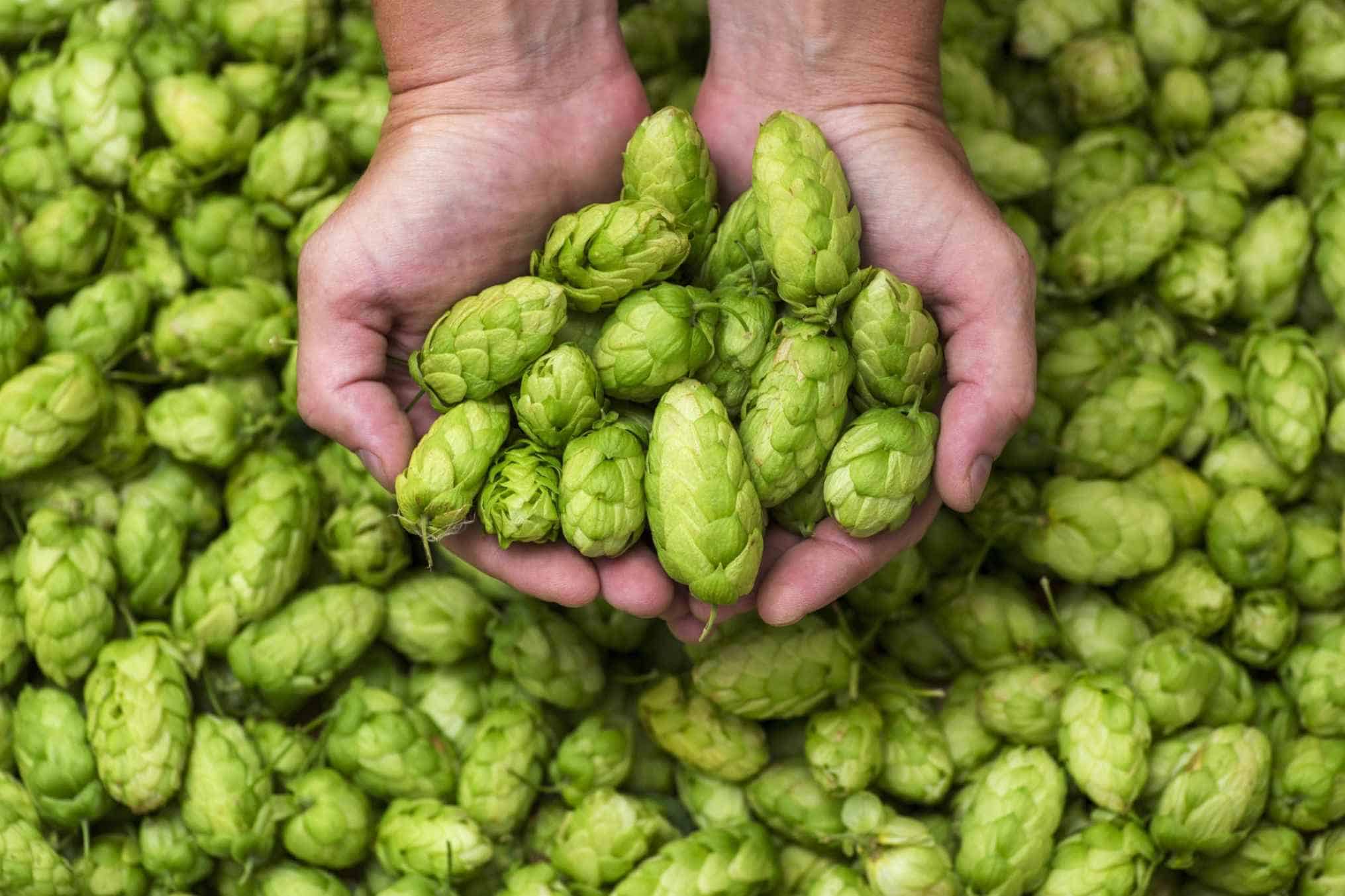 European Hops