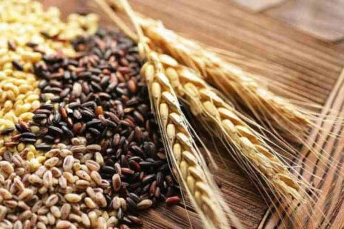 Grains and Malting