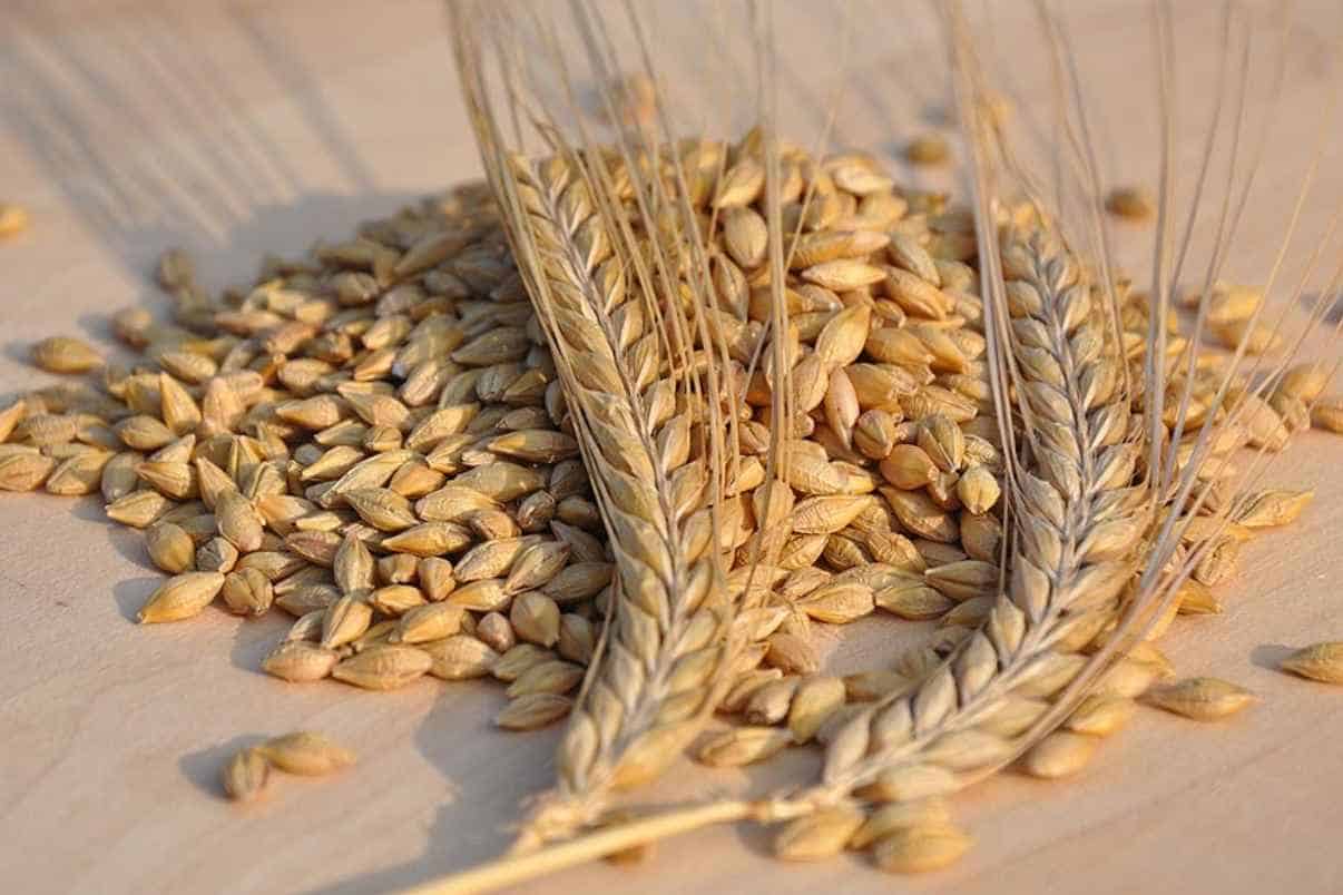 Grains or Barley