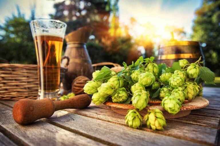 What Are Hops In Beer Different Types Of Hops what-are-hops-in-beer-different-types-of-hops