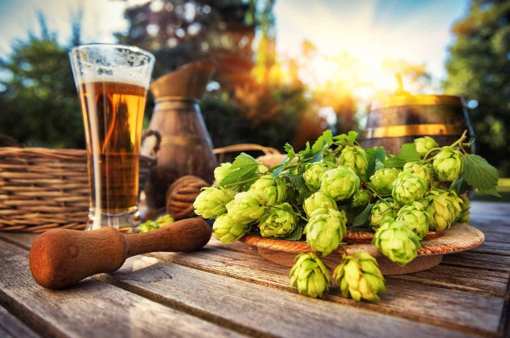 What are Hops in Beer (Different Types of Hops)