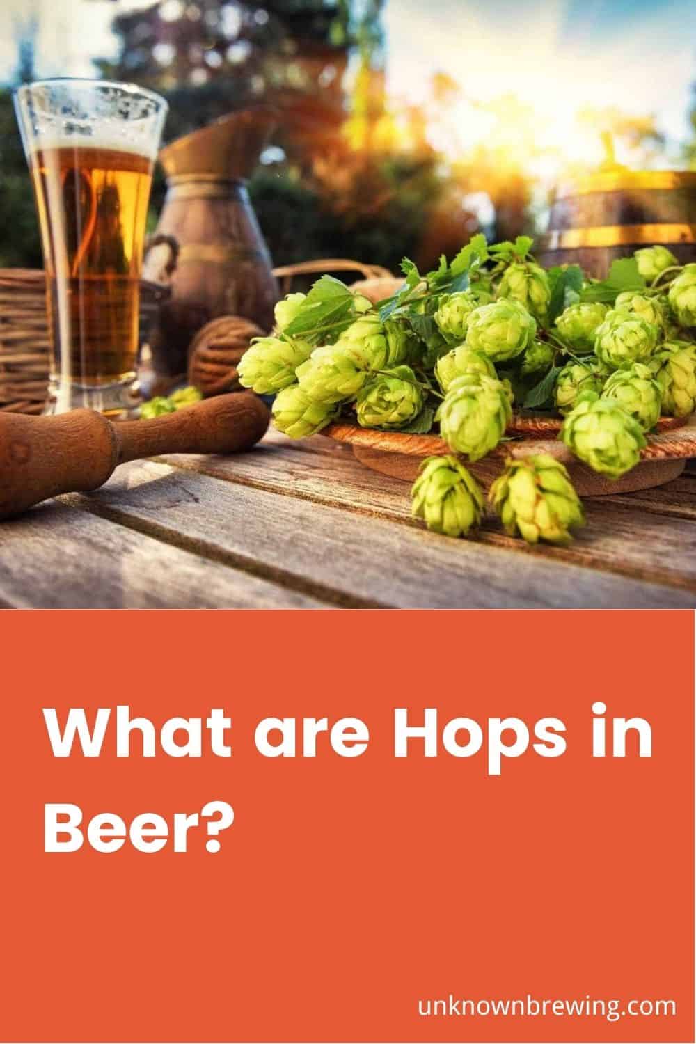 What are Hops in Beer