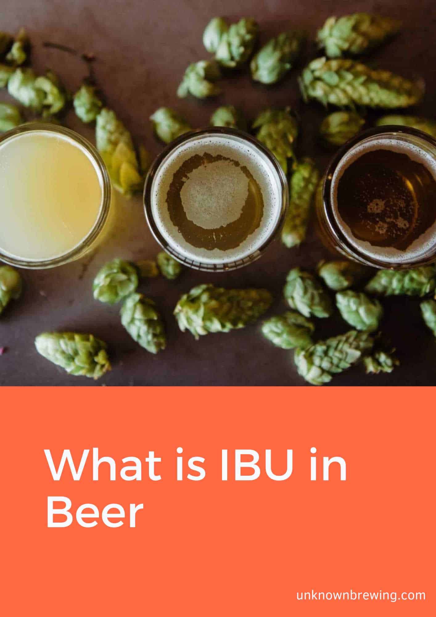 What is IBU in Beer