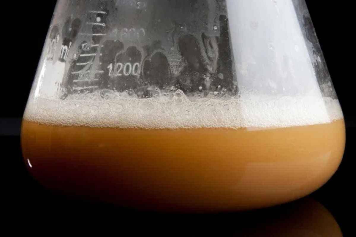 How to Make a Beer Yeast Starter