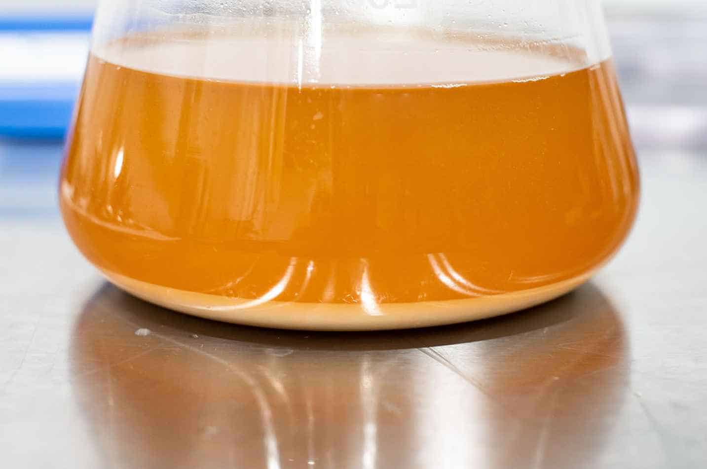 Terms you need to know before making a Yeast Starter