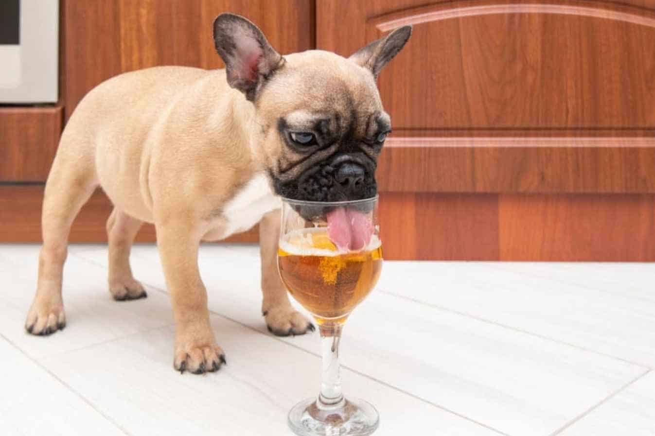 Are Dogs Allowed to Drink Beer
