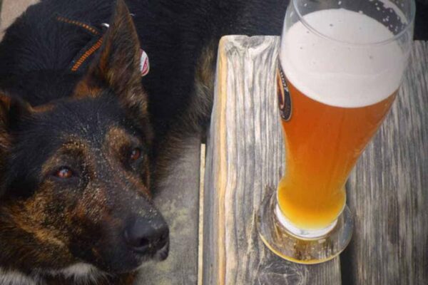 Can a Dog Drink Beer? (Health Risks)