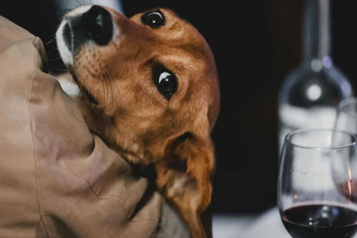 How to Prevent Dogs from Drinking Alcohol