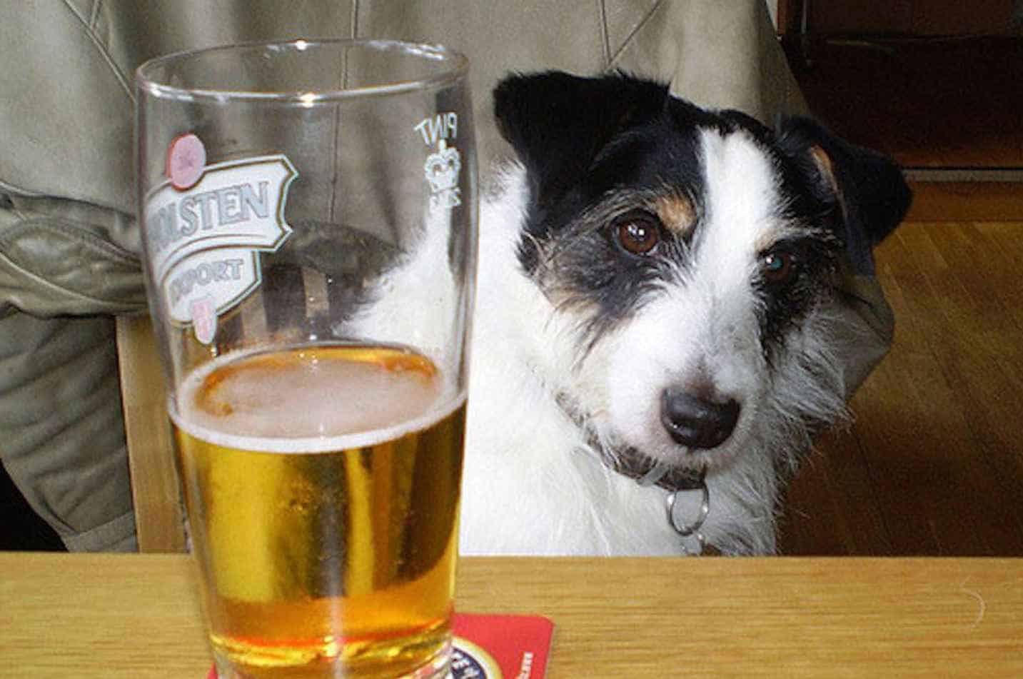 Things to Do When Dog Accidentally Drinks Beer