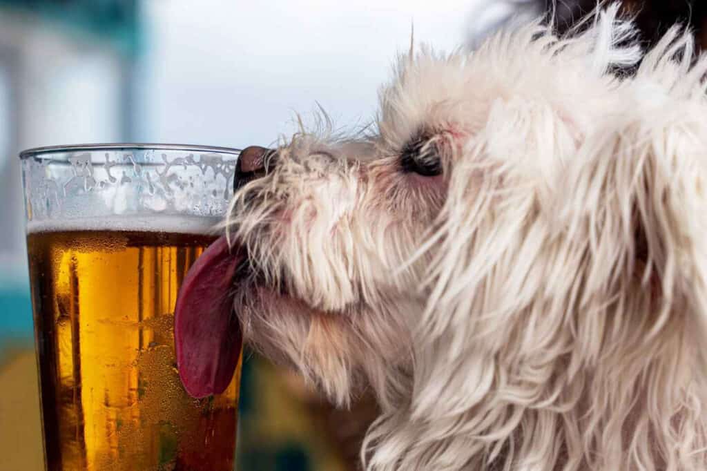 can dogs have beer