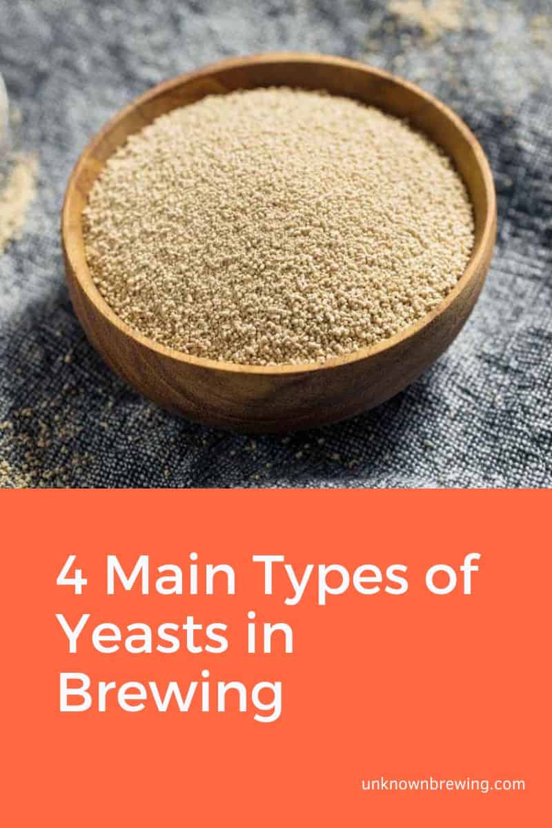 4 Main Types of Yeasts in Brewing