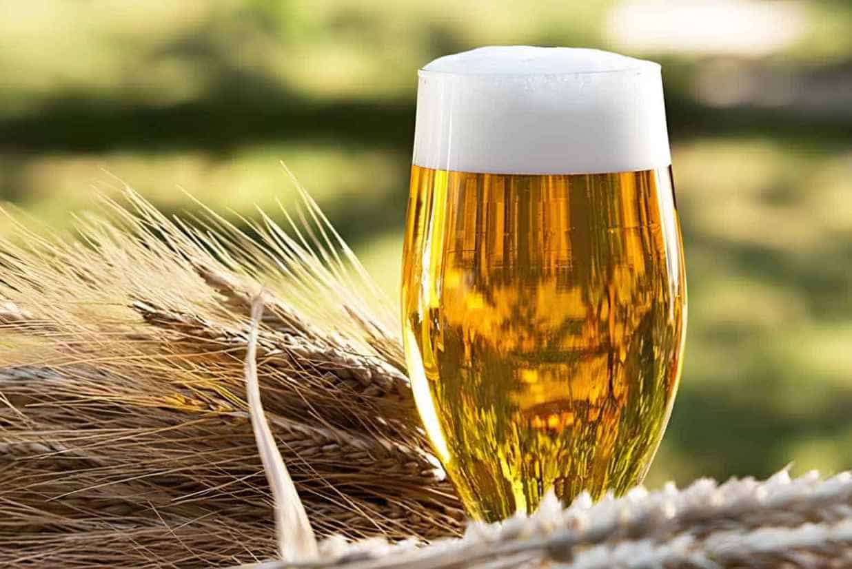 Beer High in Gluten