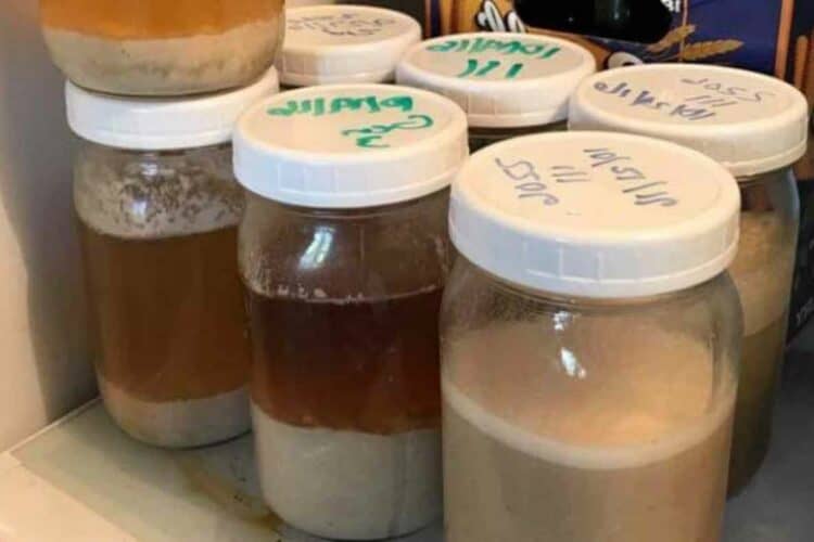 4 Main Types of Yeasts in Brewing