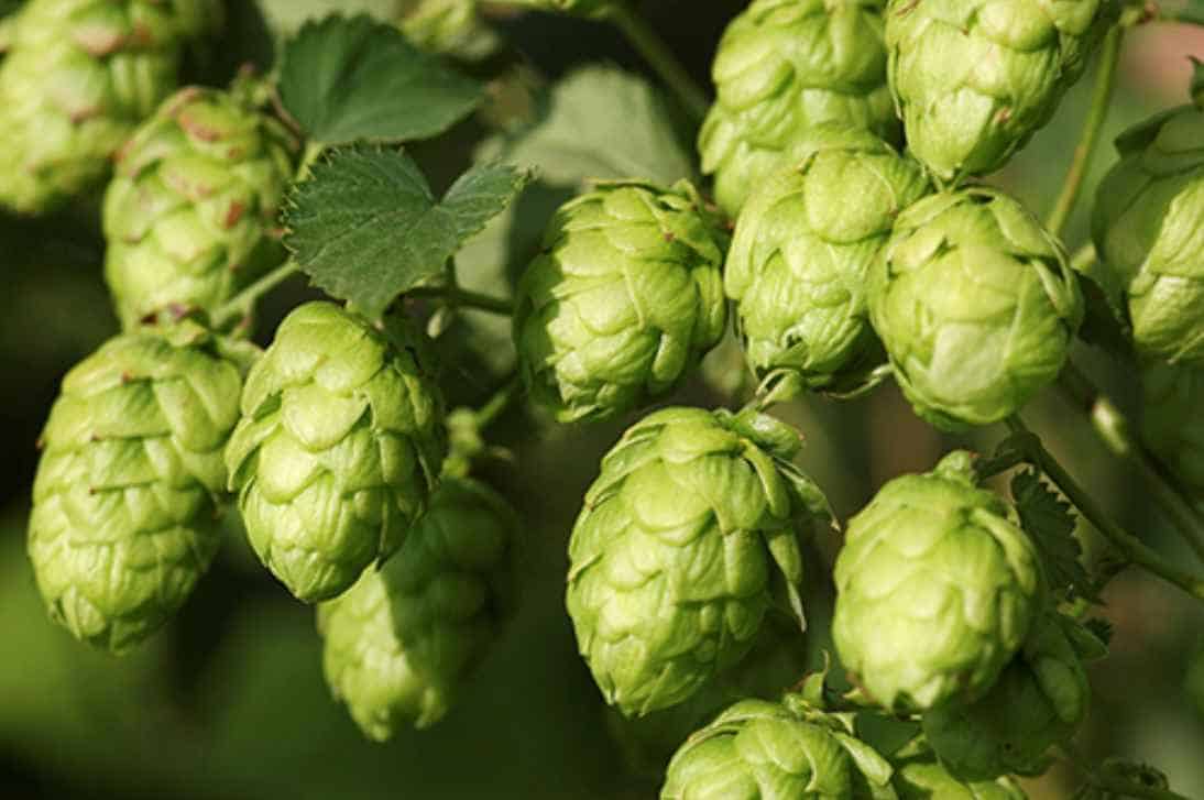 Aroma Hops