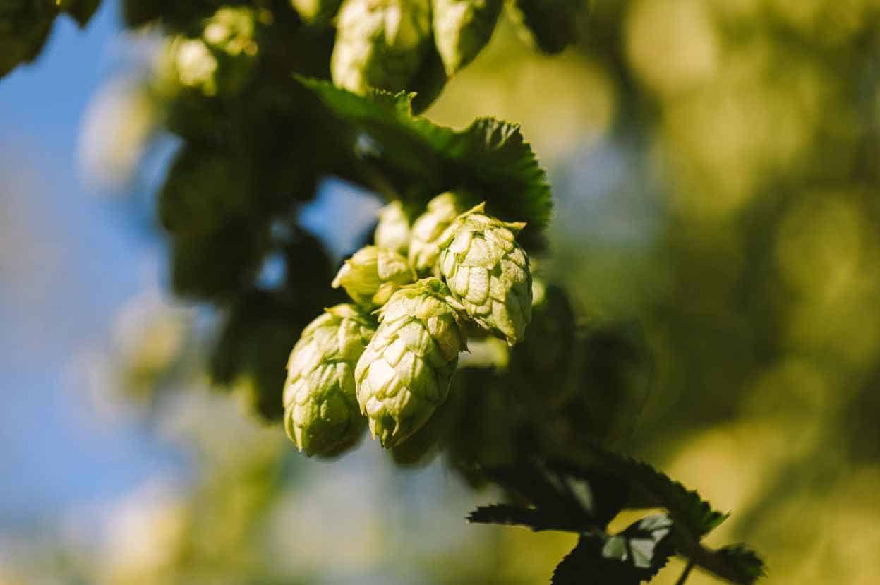 Bittering Hops