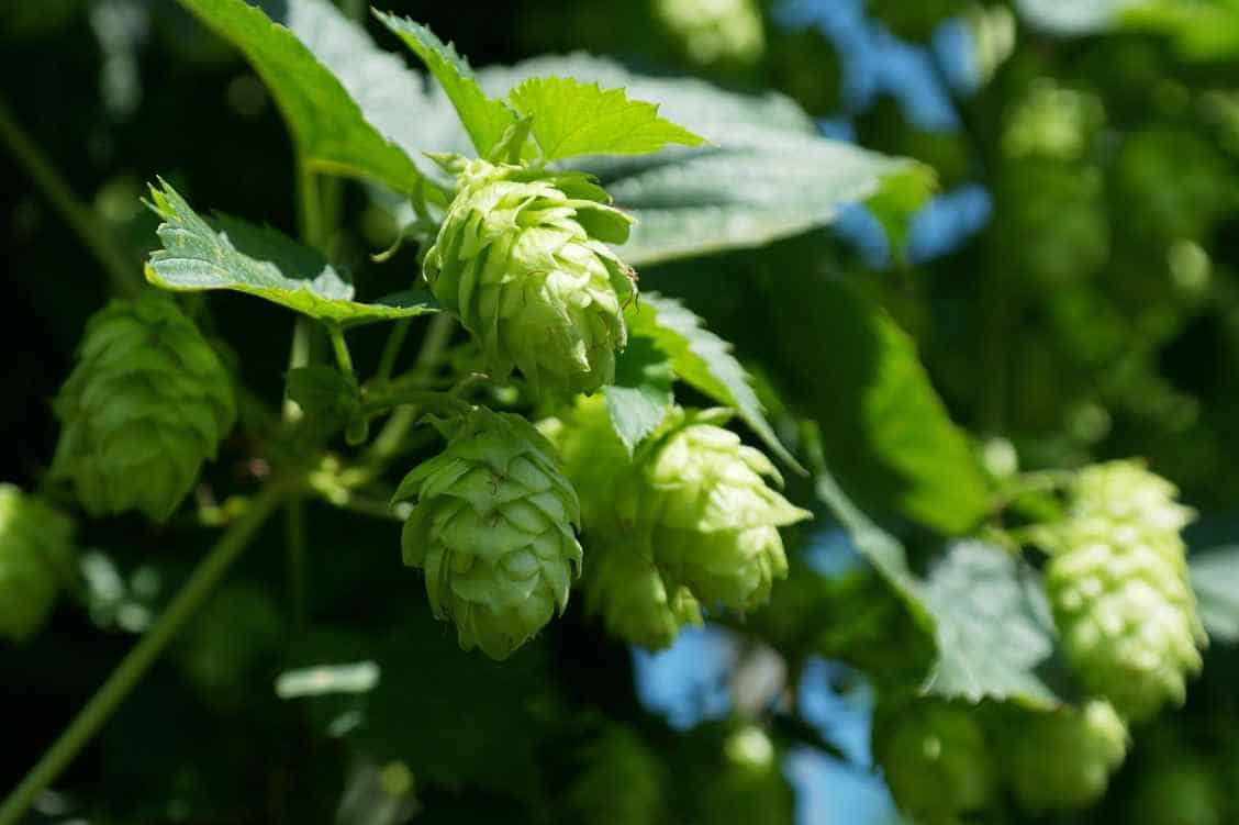 Dual-Purpose Hops