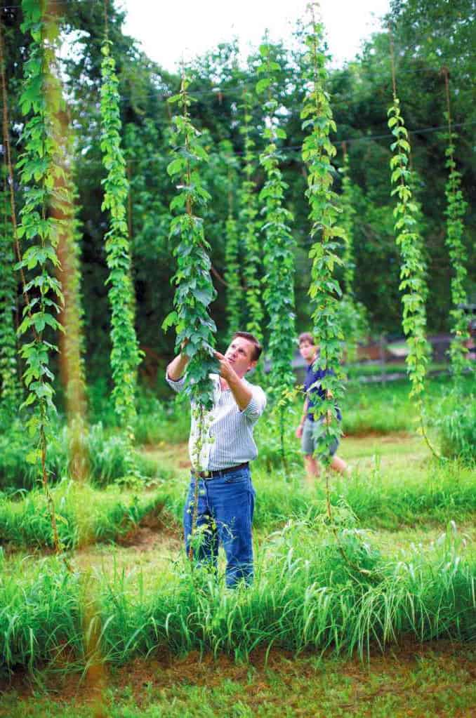 Harvesting, Drying And Storing Home Grown Hops