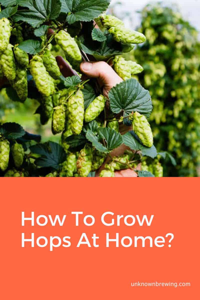 How To Grow Hops At Home 