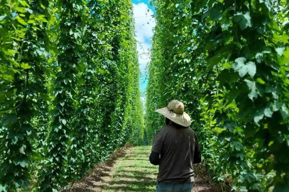 Planting and Maintaining Your Hops