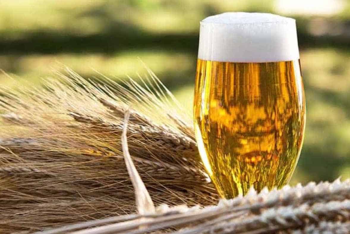 Role of Malt in Beer Bitterness