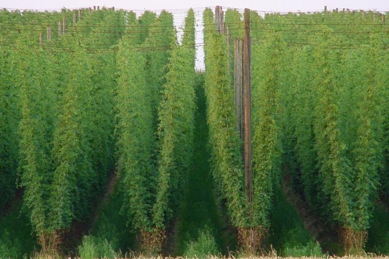 The Hop Plant