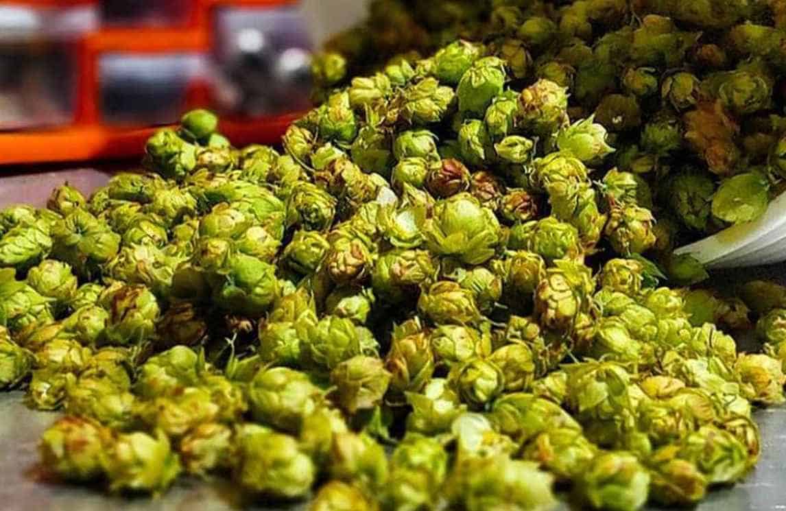 Where to Use Homegrown Hops