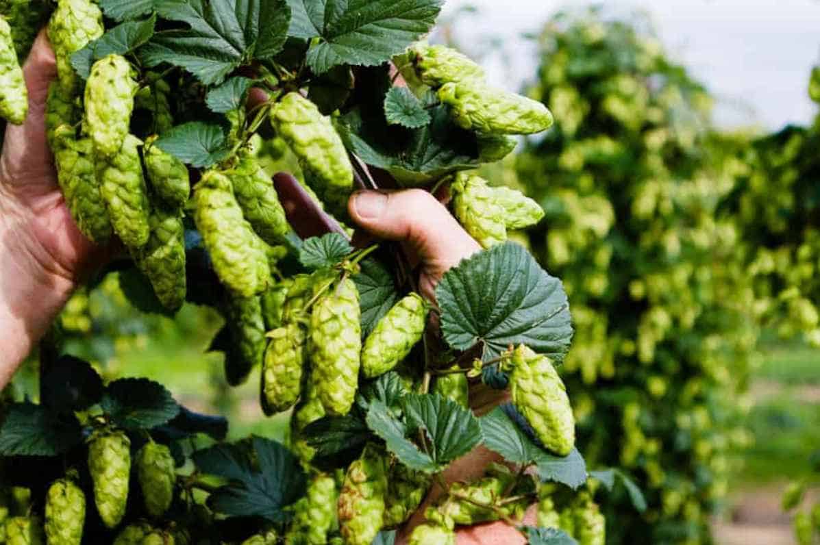 growing-hops