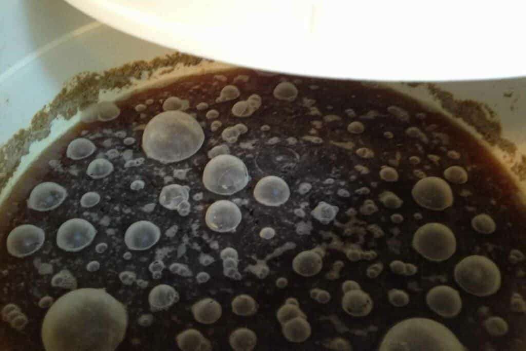 Does Beer Mold? (Identifying & Prevention)