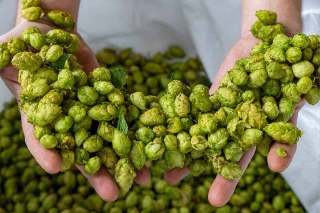 Hop Selection