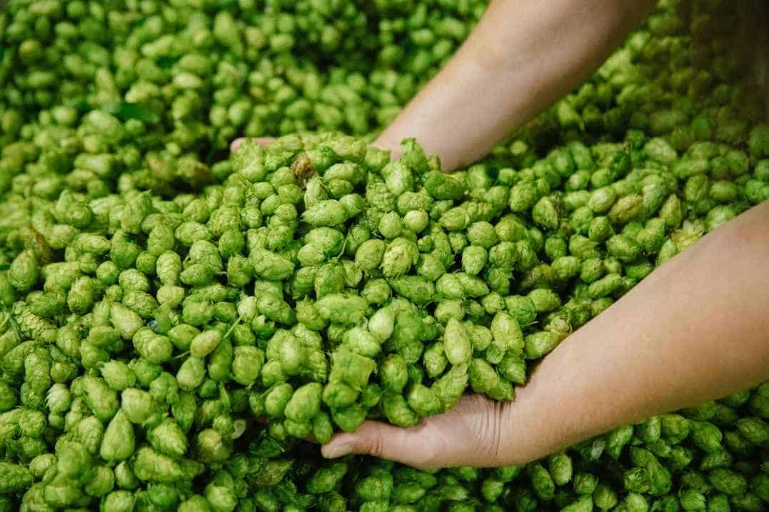 Hop Selection