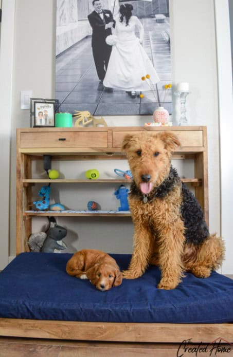 A Murphy Bed for Dogs with Functional Drawers and Cabinets