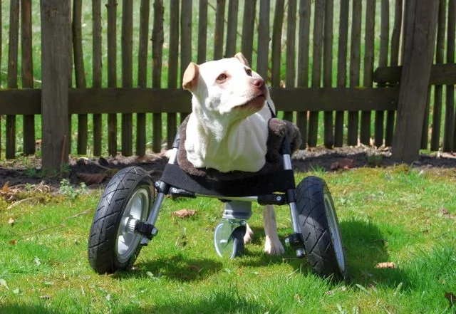 Adaptable Wheelchair For Handicapped Dogs