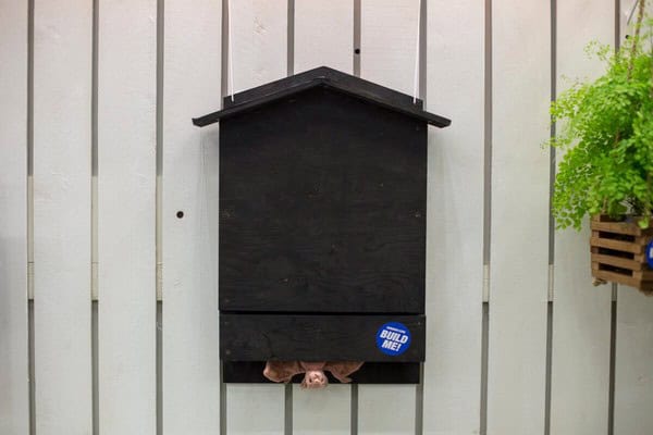 Bat House Plan Made of Plywood