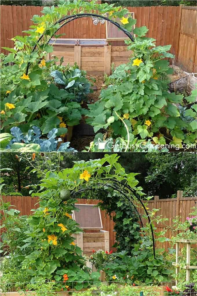 Build Your Own Squash Arch