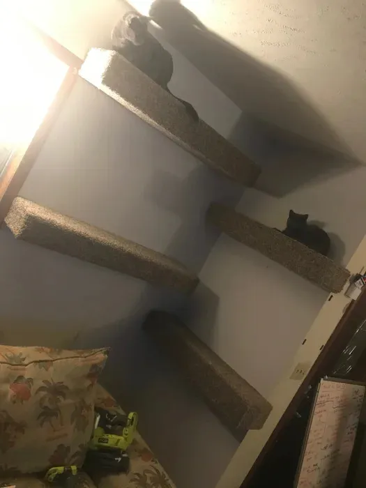 View of 15 Fun DIY Cat Shelf Ideas for Your Feline Friends