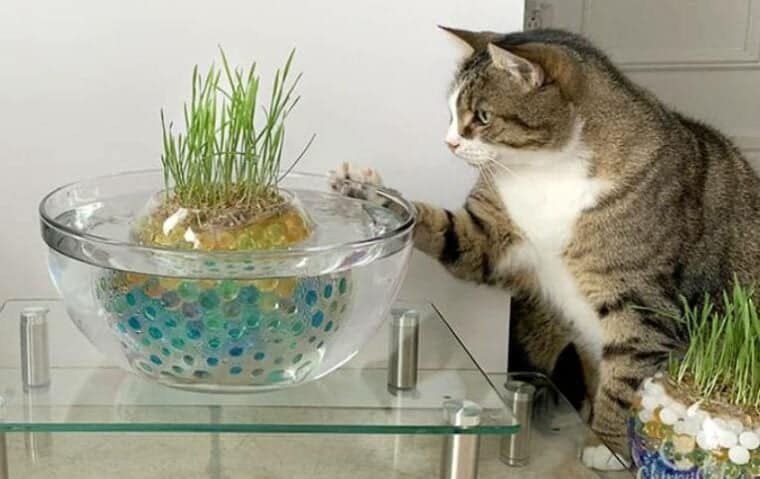 Cat Grass Pond by Chirpy Cats