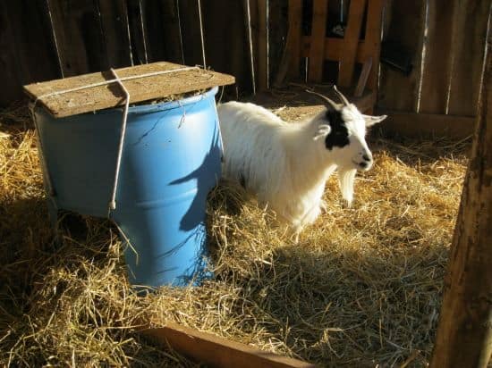 Cheap Goat Feeder