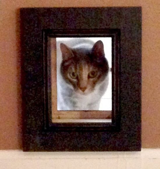 25 Clever DIY Cat Door Ideas for Easy Pet Access