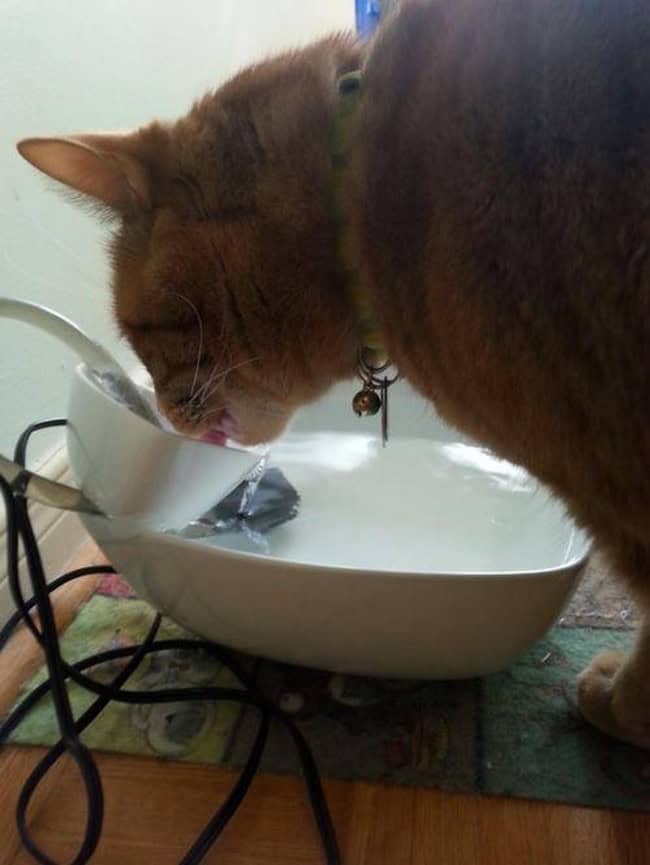 17 DIY Cat Fountain Ideas for Happy Pet - Turning A Non-Fanatic Cat Into A Water Fan