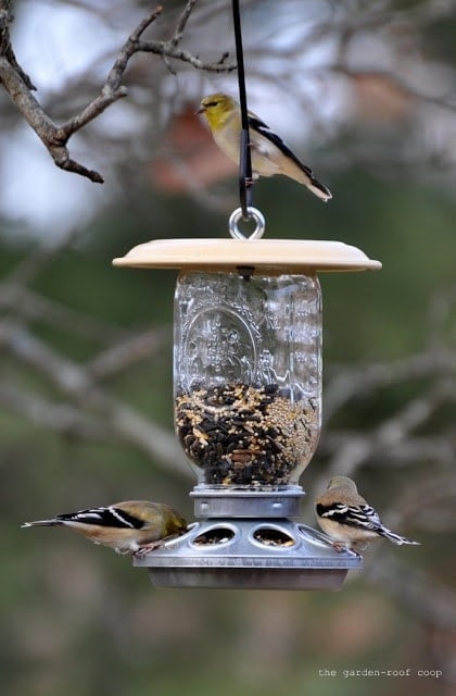 DIY Chick-Bird Feeder The Garden Roof Coop