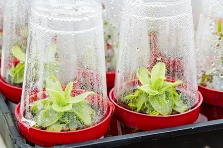 DIY Indoor Greenhouse Count Your Children In!