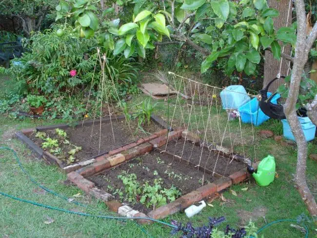 24 DIY Pea Trellis Ideas