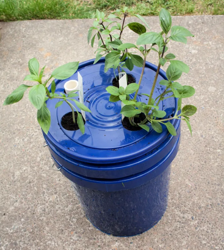 DIY Self Watering Basil Planter