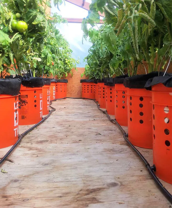 DIY Self Watering Buckets Tomato Planter