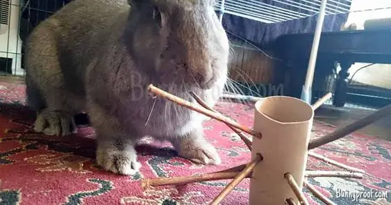 Eight Easy DIY Rabbit Toys You Can Make at Home – Pet Keen