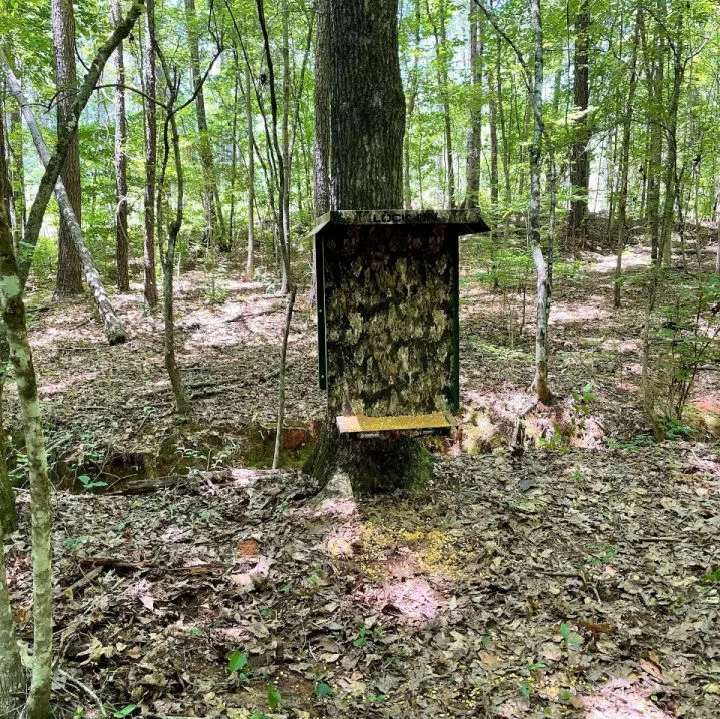 How to Build a Deer Feeder