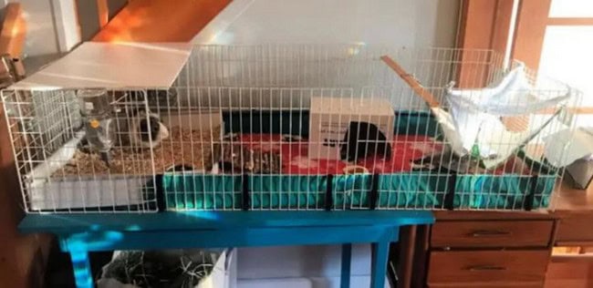 Beautiful view of Optimal Guinea Pig Iron Levels