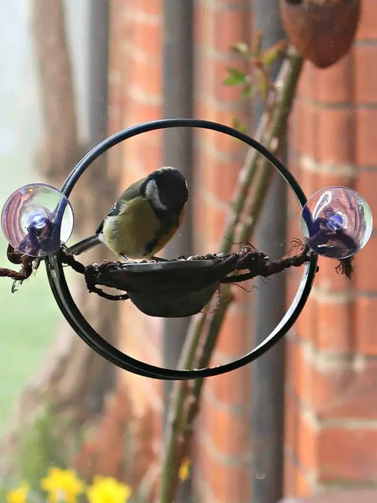 Make a Cute Window Bird Feeder